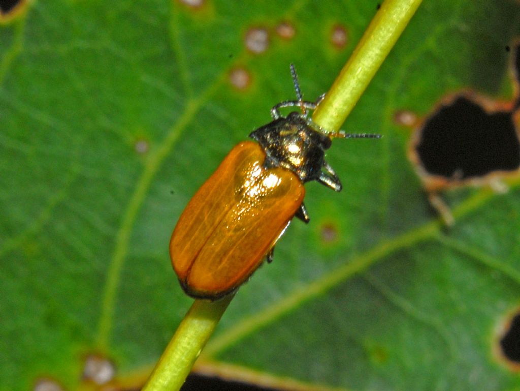 Chrysomelidae: Labidostomis sp. (cyanicornis o tridentata)